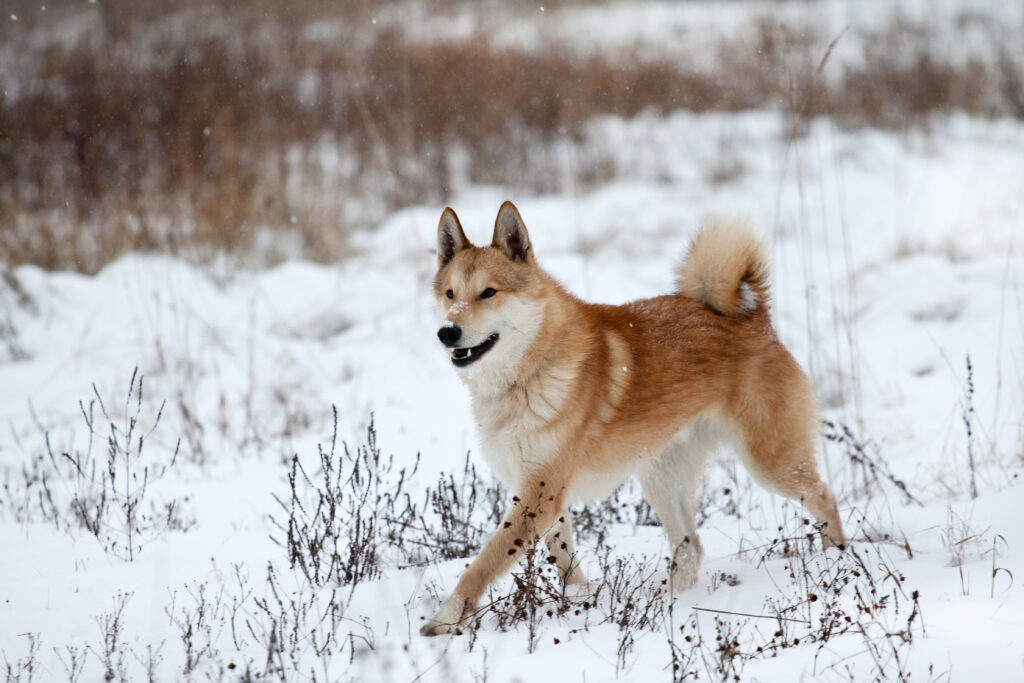 Ein Laika läuft fröhlich durch den Schnee\.