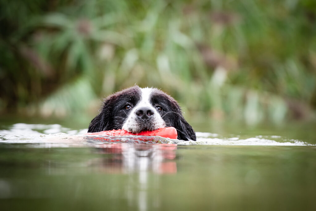 Ein Landseer schwimmt im Wasser mit einem roten Spielzeug im Maul\.