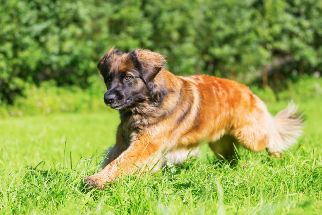 Ein Leonberger läuft auf einer grünen Wiese\.
