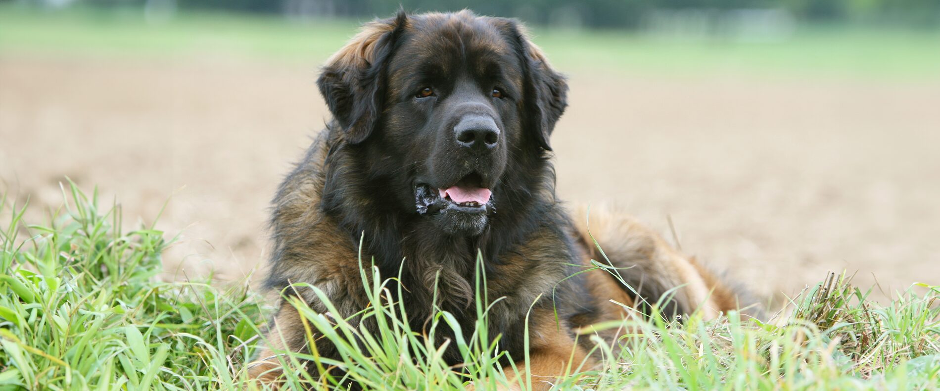 Leonberger