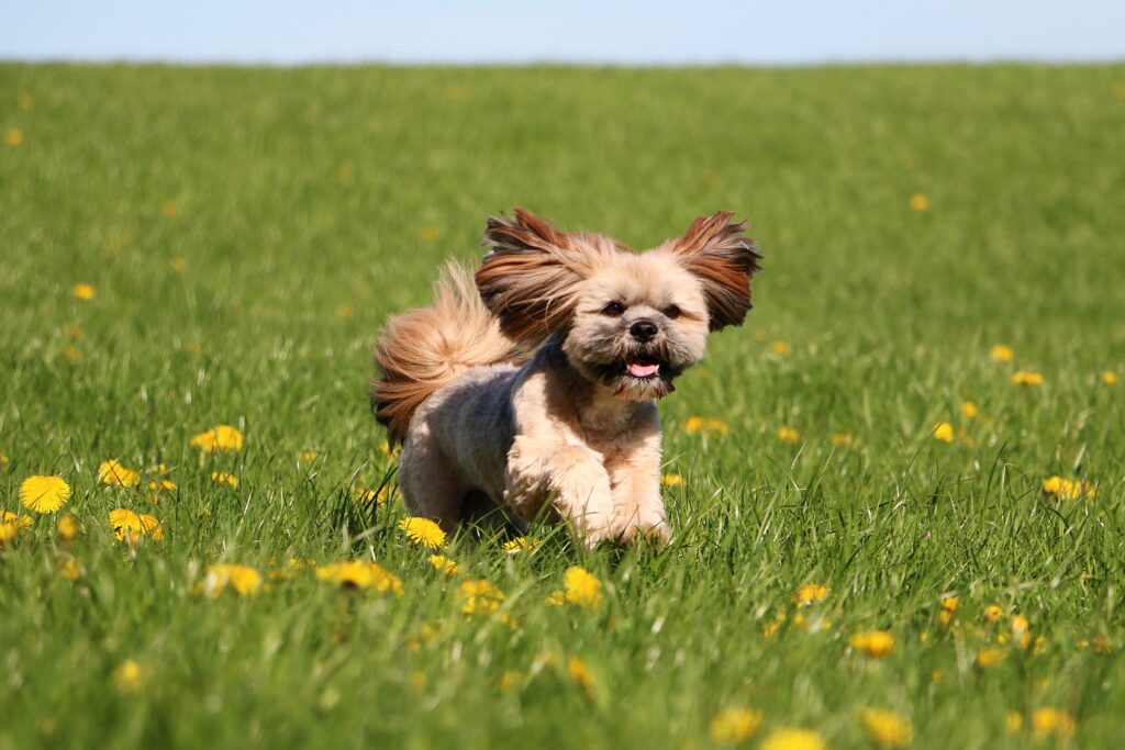 Ein Lhasa Apso läuft fröhlich auf einer Wiese voller Löwenzahn\.