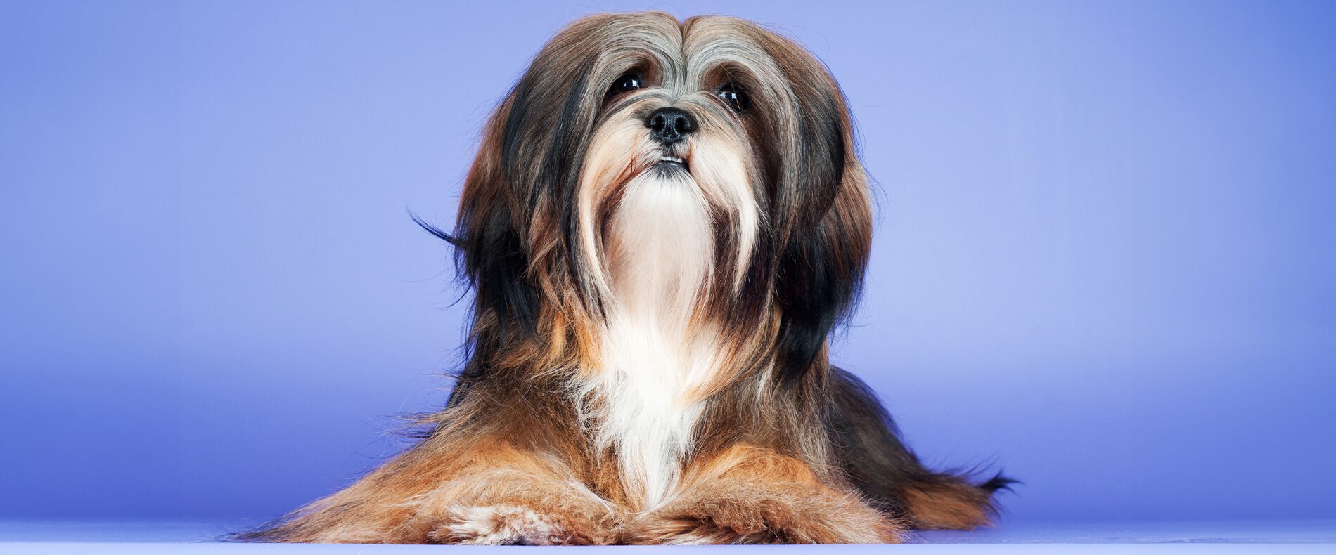 Lhasa Apso