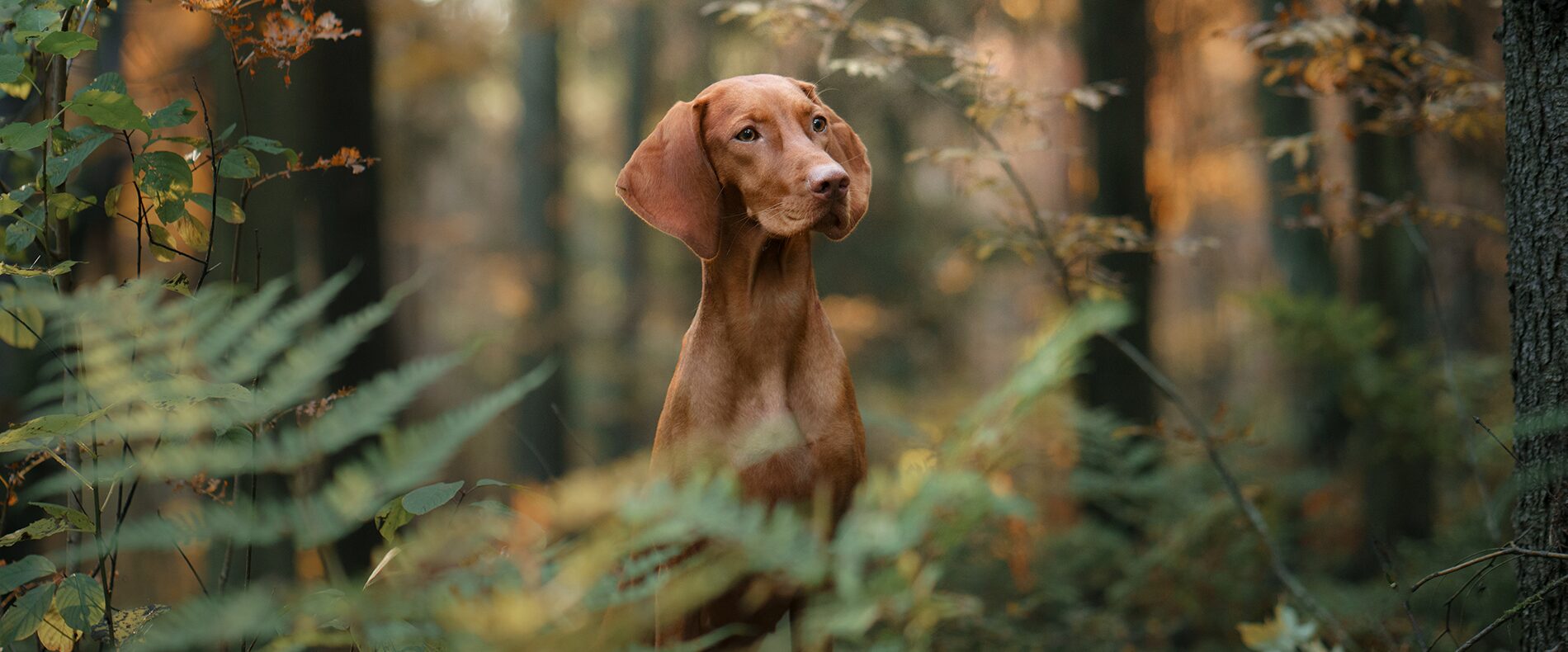 Magyar Vizsla