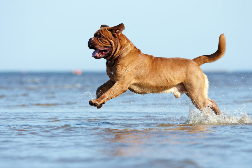 Bordeaux mastiff to the ocean