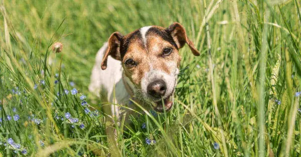 Warum Hunde Gras