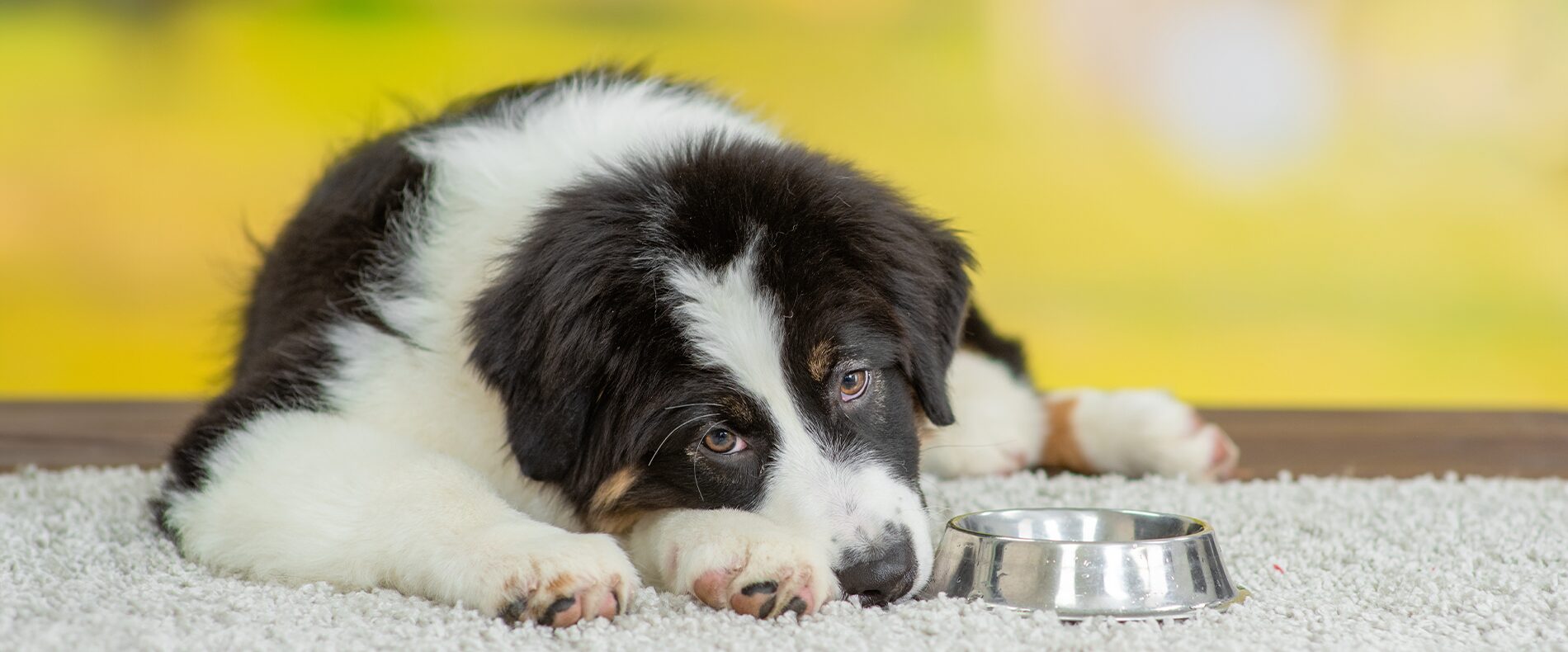 Hundefutter für Allergiker