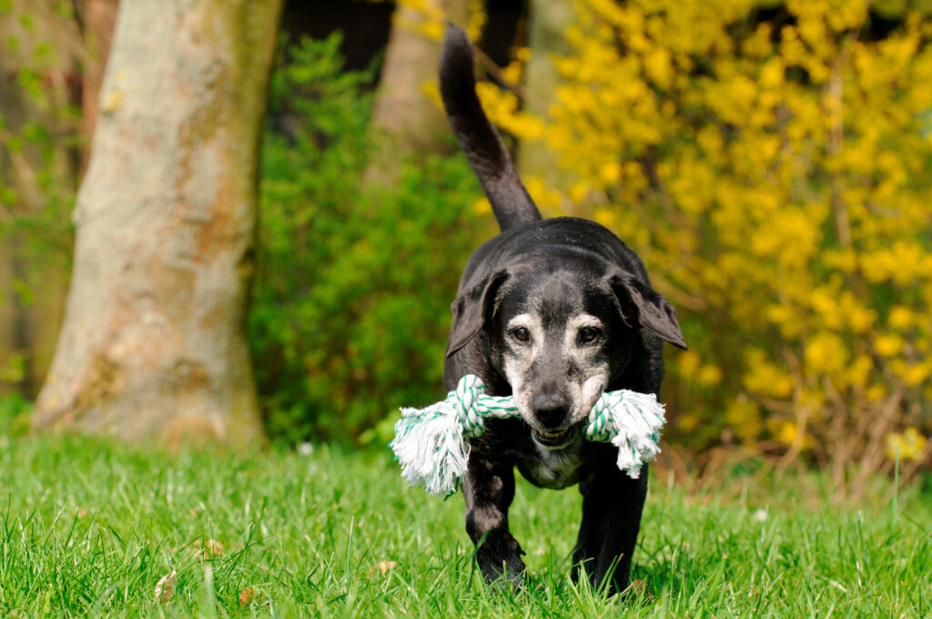 Ein älterer Hund läuft mit einem Spielzeug im Maul auf einer Wiese\.