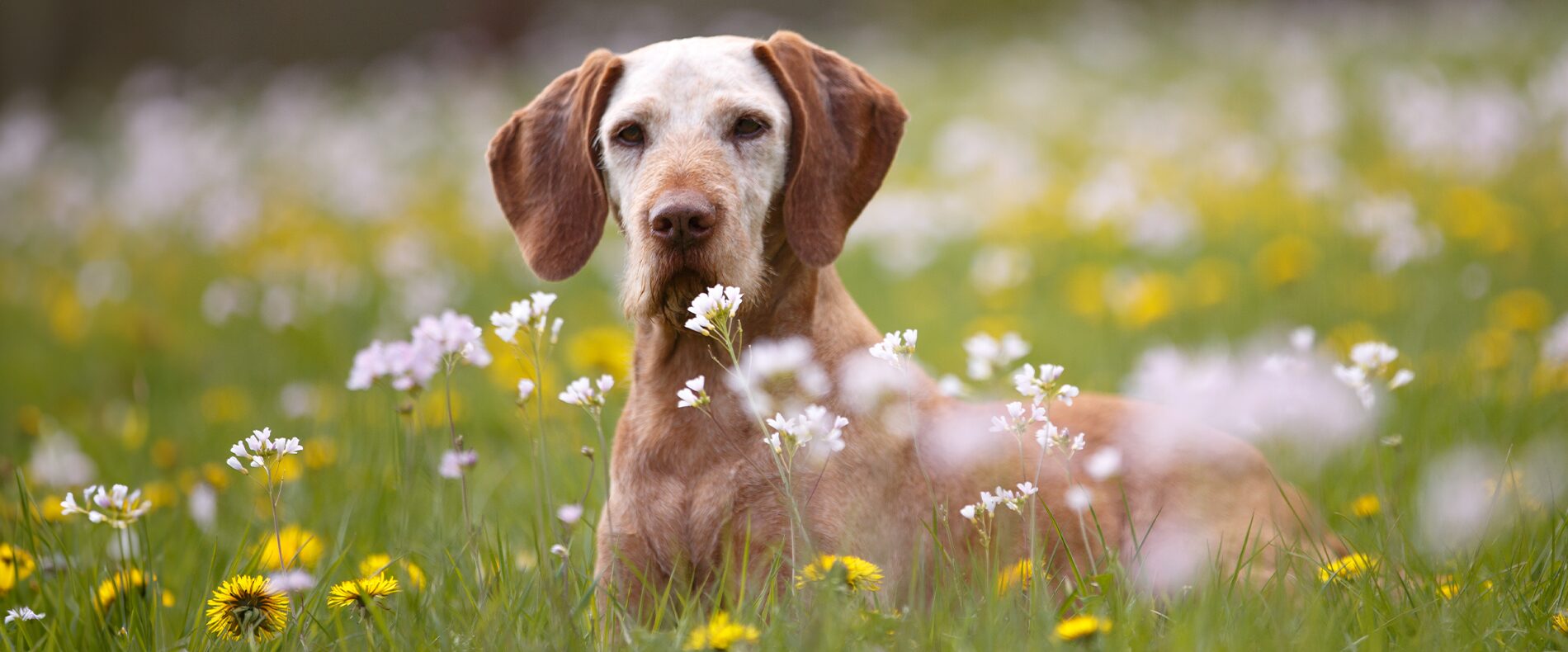 Futter für den älteren Hund