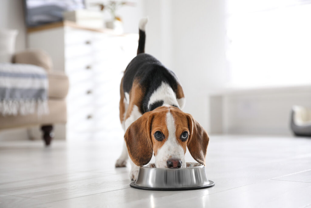 Cute Beagle puppy eating at home\. Adorable pet