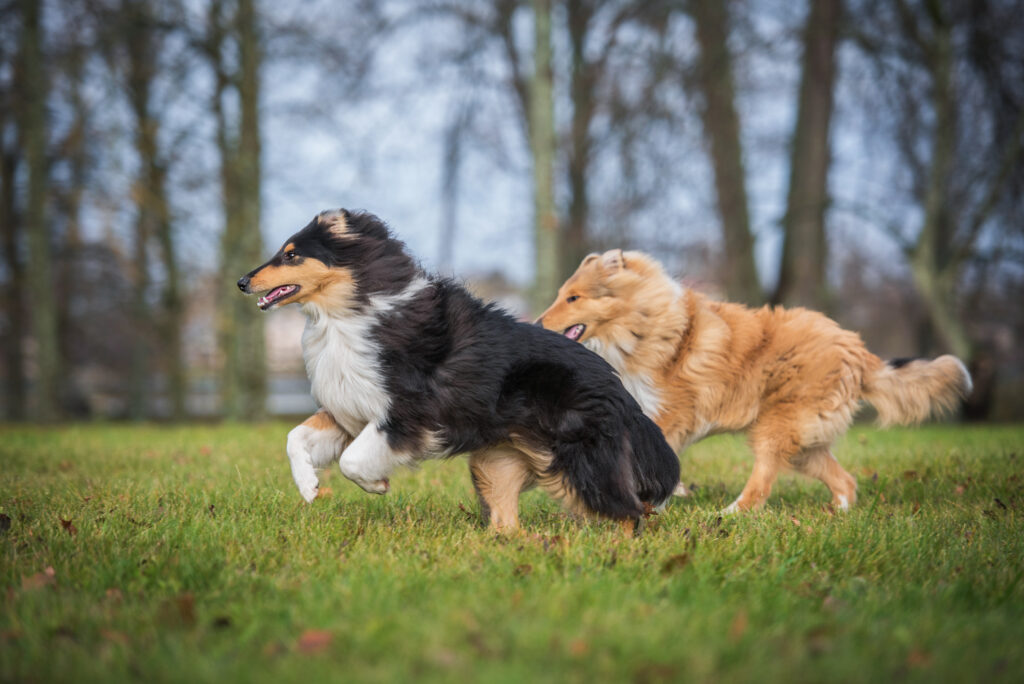 Two rough collie dogs running in autumn
