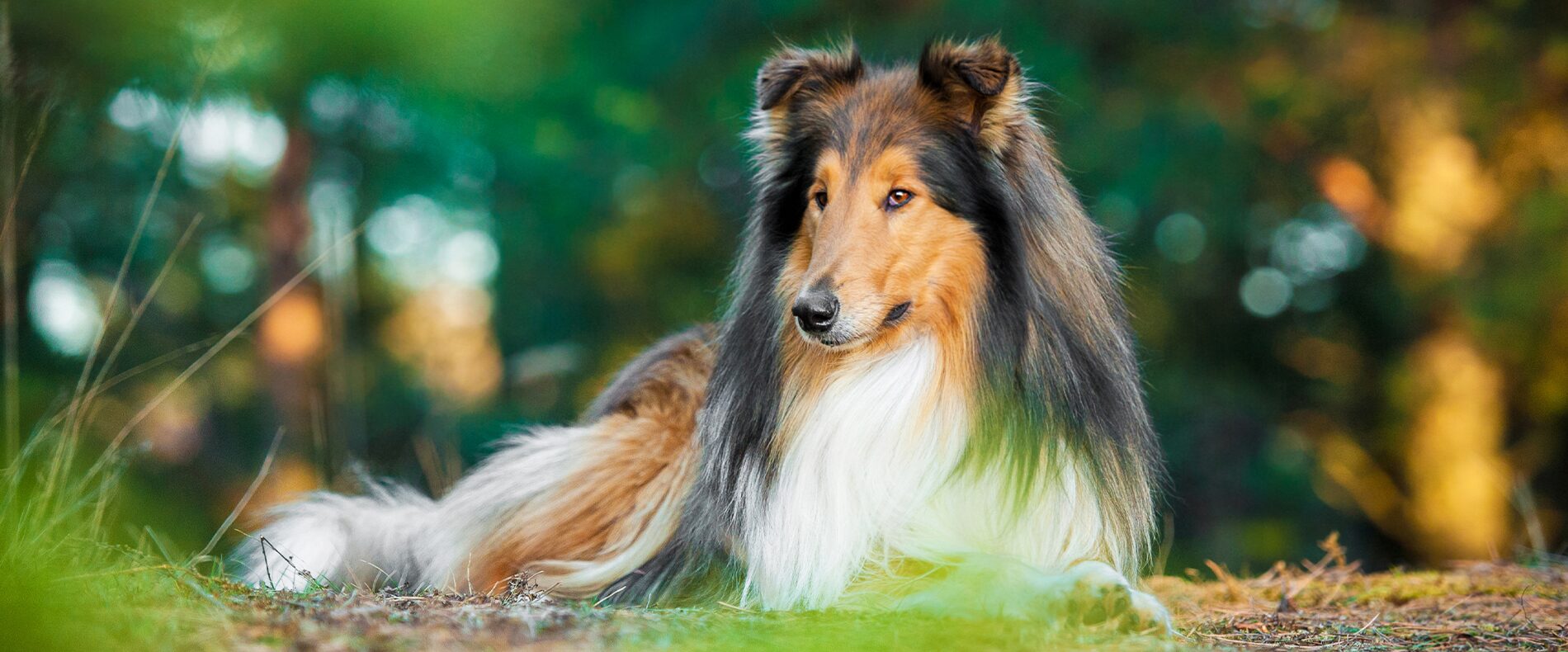 Collie