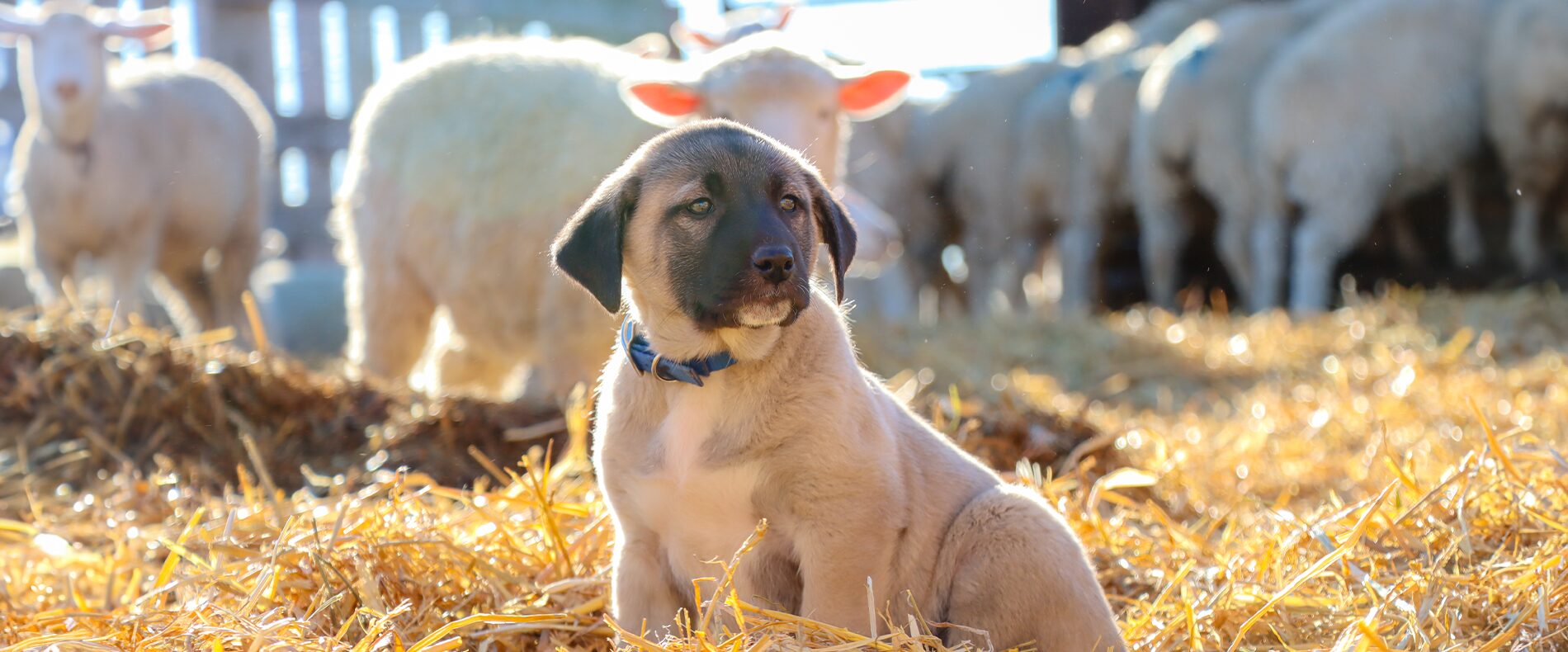 Hundefutter für Herdenschutzhunde