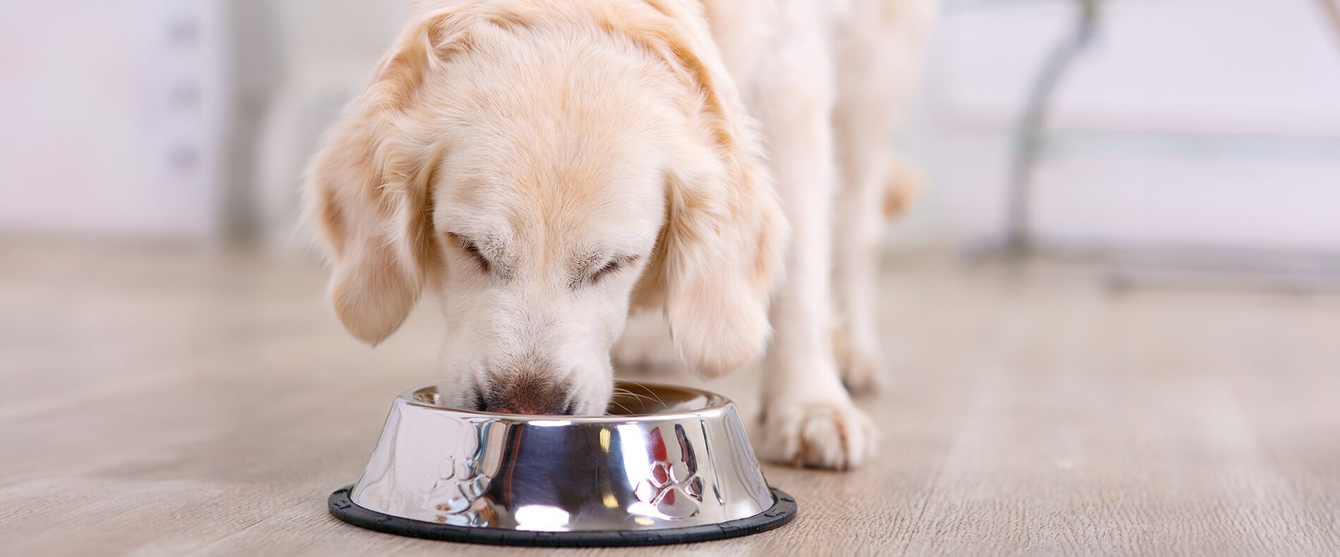 Futter für kastrierte Hunde