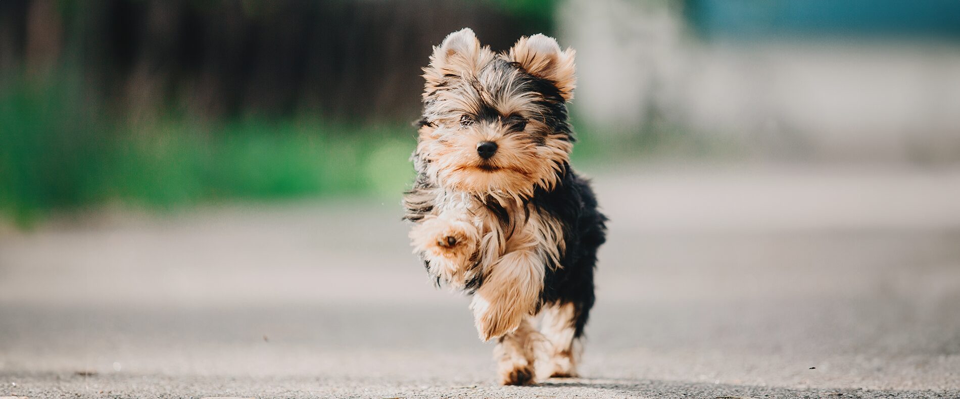 Futter für Mini Hunde