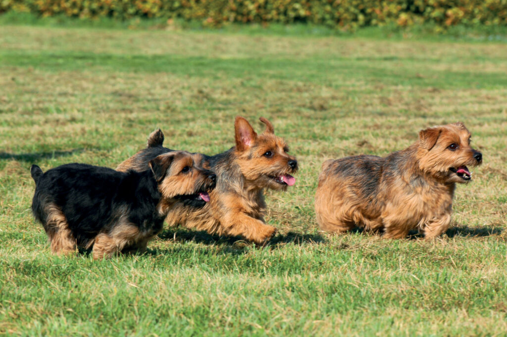Drei Norfolk Terrier rennen fröhlich auf einer grünen Wiese\.