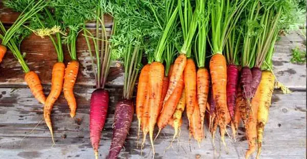 Aus dem Garten in den Napf — Obst & Gemüse in unseren Menüs