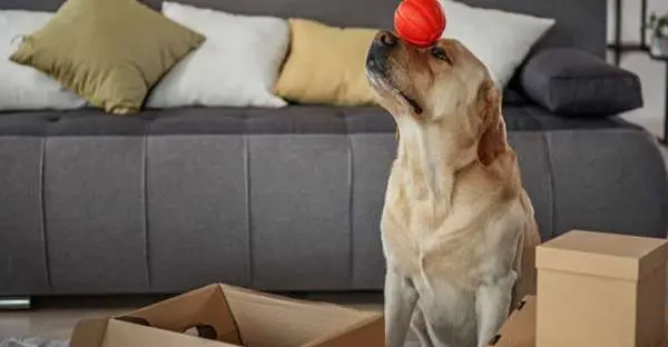 Indoor-Beschäftigung für Hunde