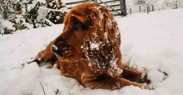 proCani Frischfutter Pfotenpflege im Winter bei Hunden