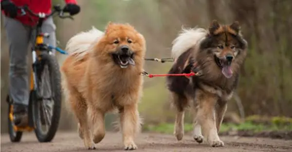 Zughundesport – Beliebter Sport für Hunde