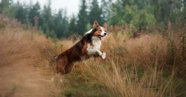 proCani Jagende Hunde besch ftigen