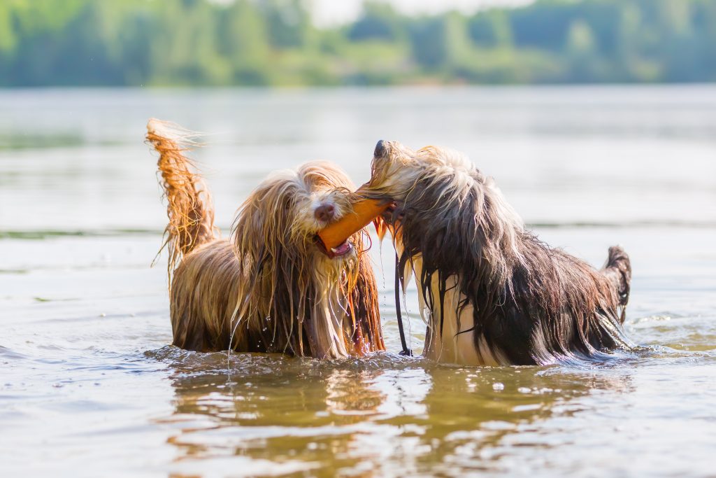 Bearded Collie 2