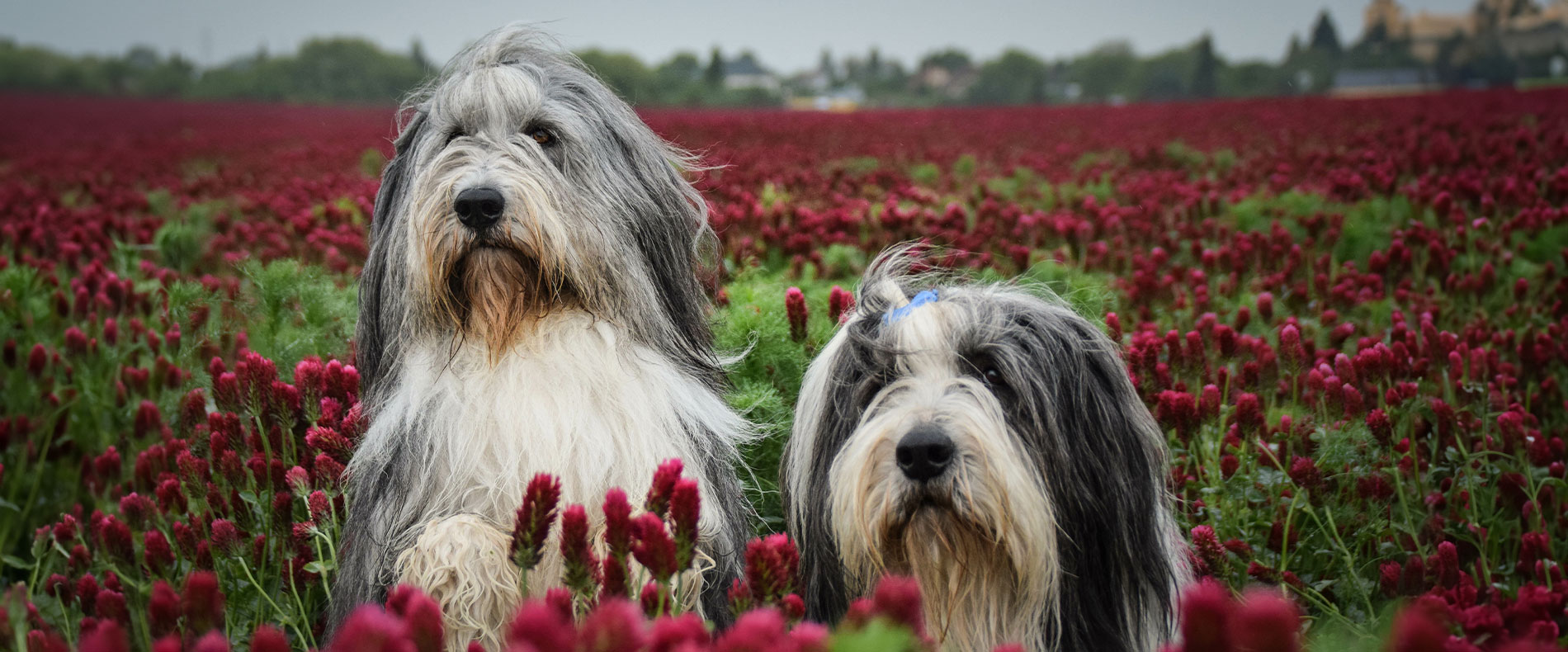 Bearded Collie