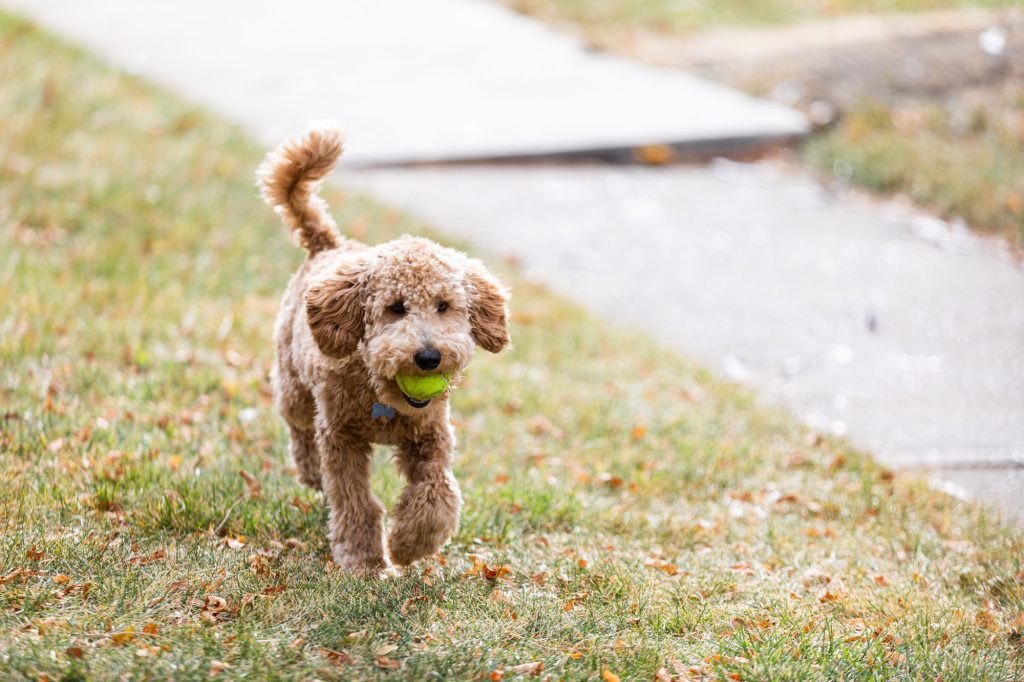 Junger Labradoodle spielt mit einem Tennisball