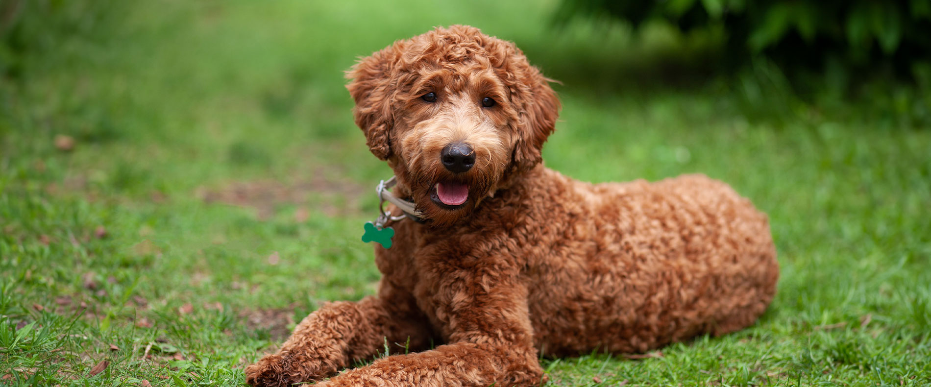 Porträt eines Labradoodle mit Schokoladenbraunem Fell auf dem Rasen, der in die Kamera blickt