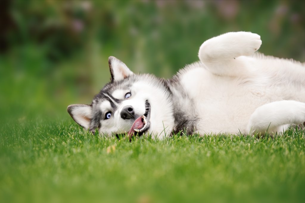 Siberian Husky 2