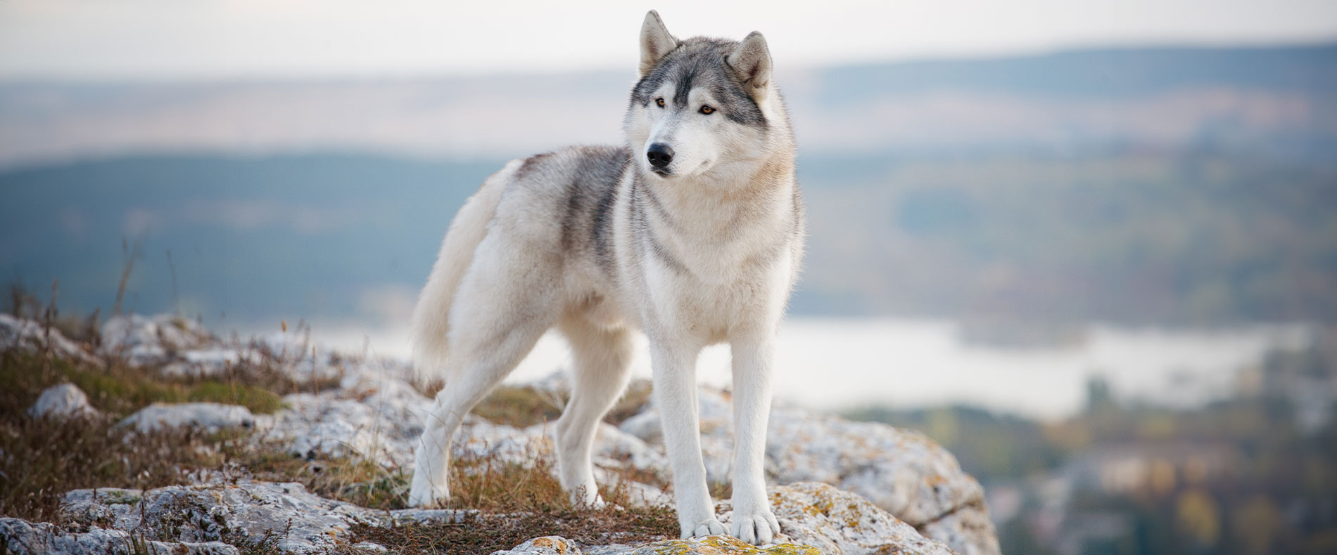 Siberian Husky