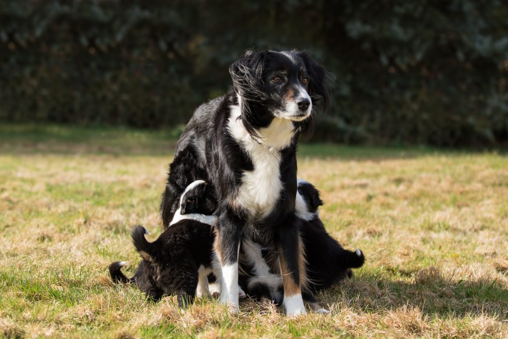 australian shepherd huendin