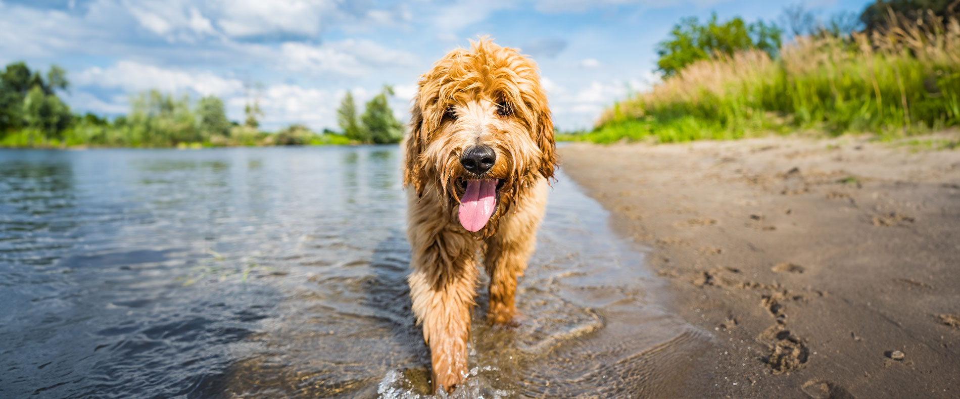 Goldendoodle läuft am Ufer eines Sees