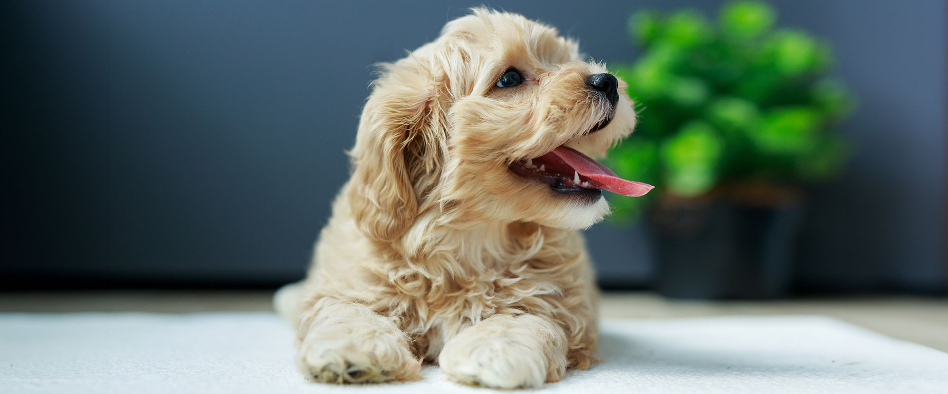 maltipoo