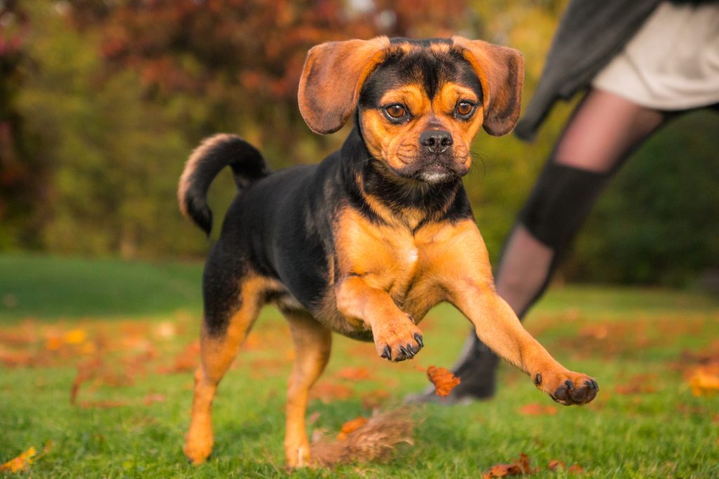 Lebhafter Puggle springt durch herbstliches Laub, mit fokussiertem Blick und ausgeprägten Farben des Herbstes im Hintergrund