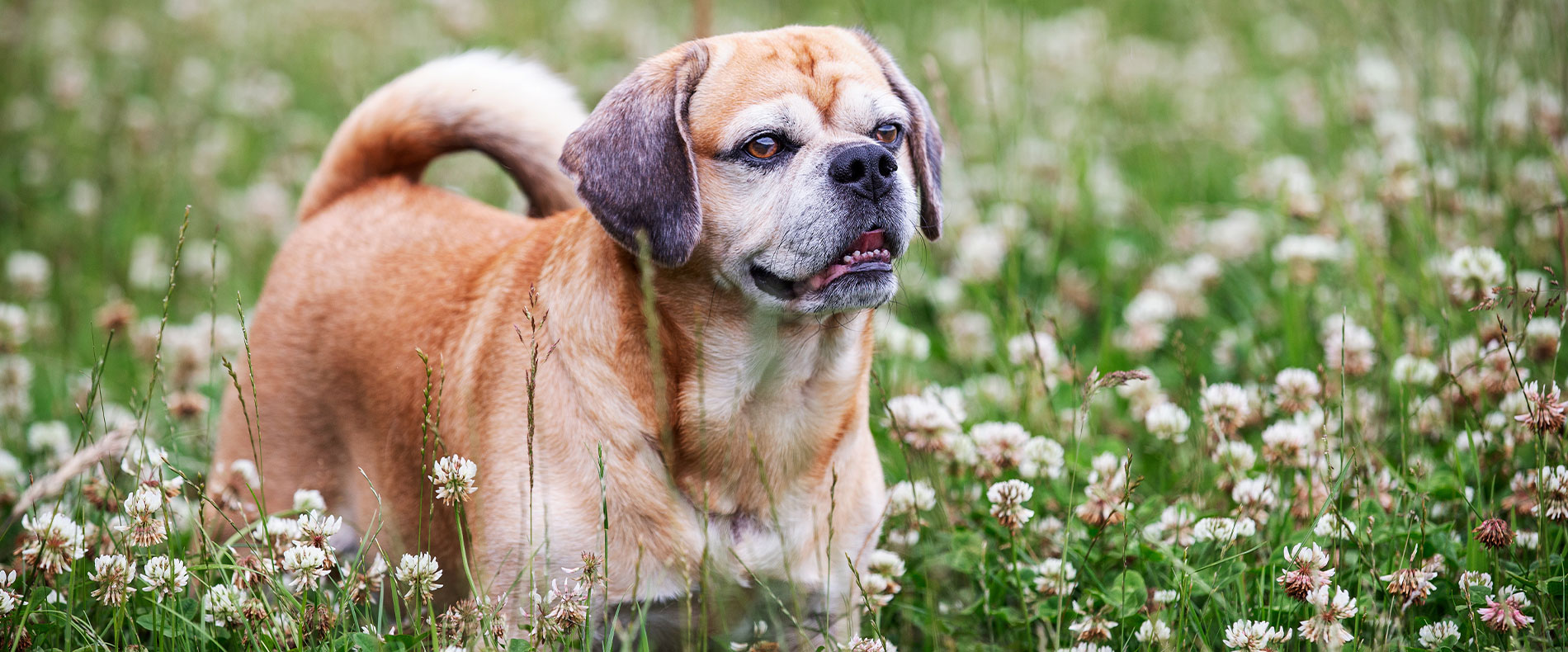 Puggle mit auffälligem Gesichtsausdruck steht in einer blühenden Wiese, umgeben von weißen Blüten