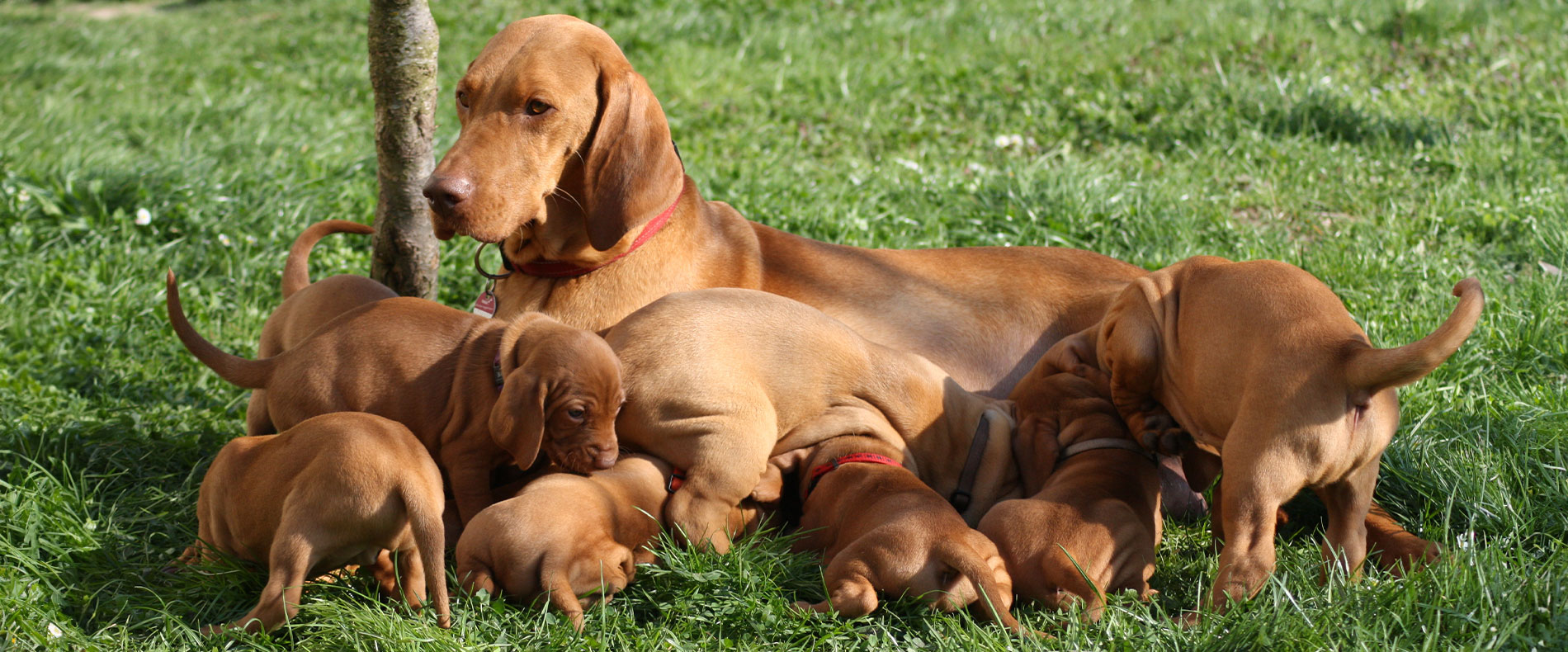 Säugende Magyar Vizsla Hündin mit ihren Welpen