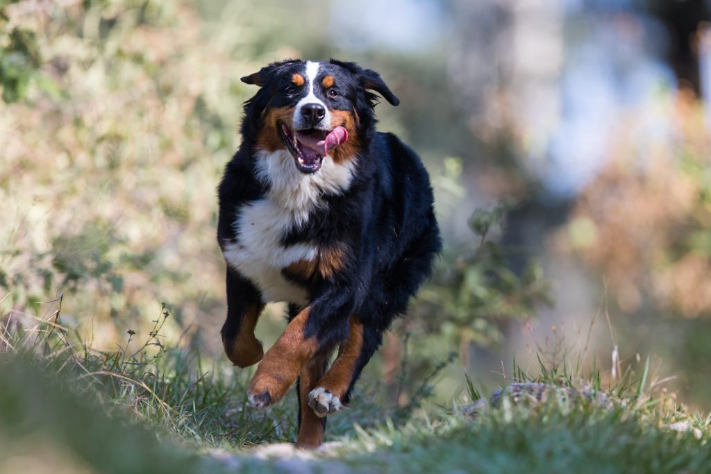 Berner Sennenhund