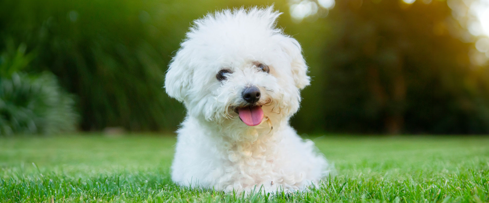 Bichon Frisé