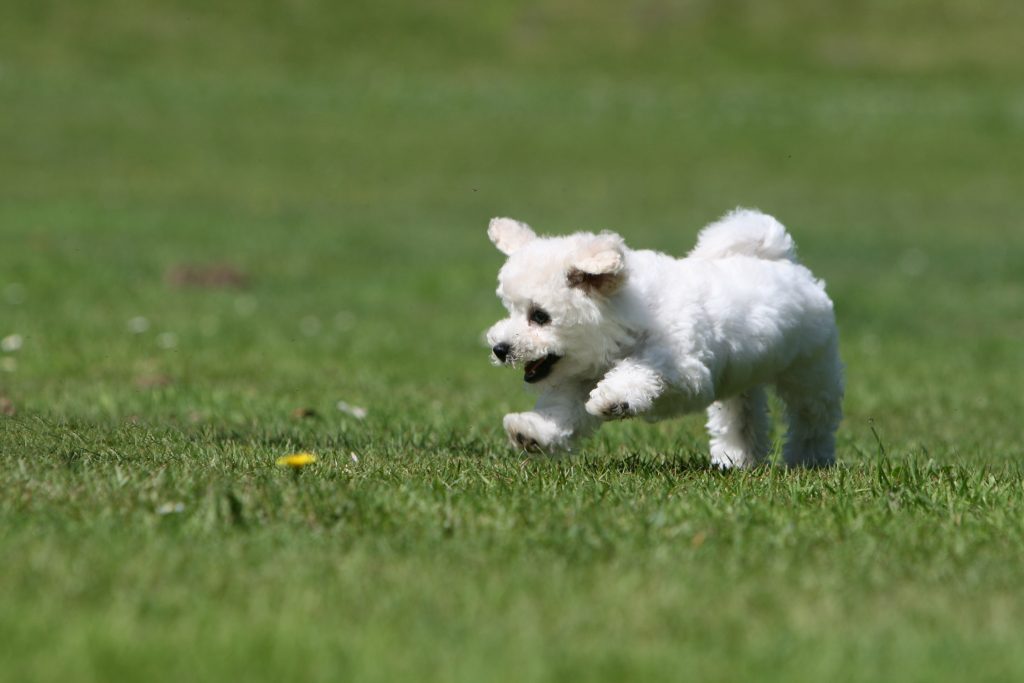 Bichon frise