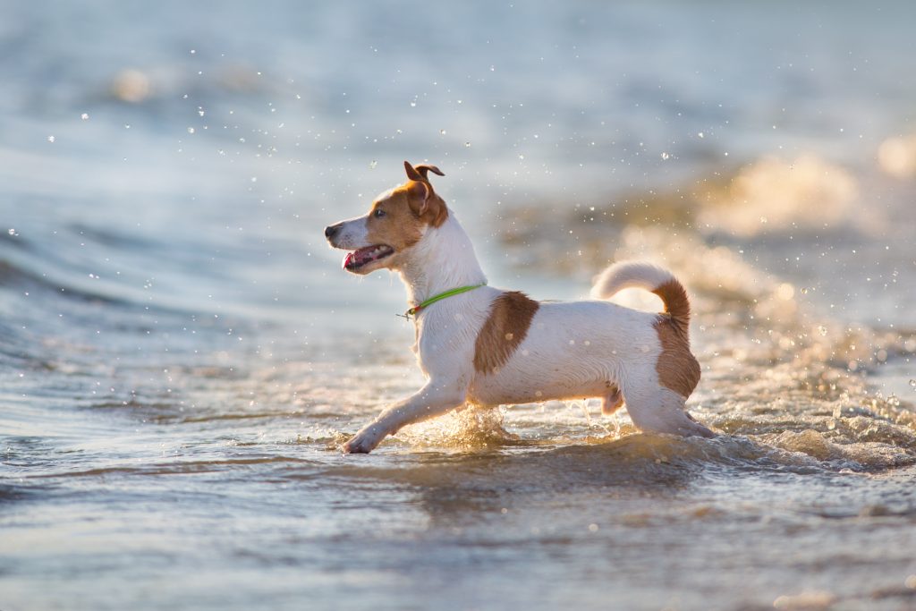 Jack Russell Terrier 2