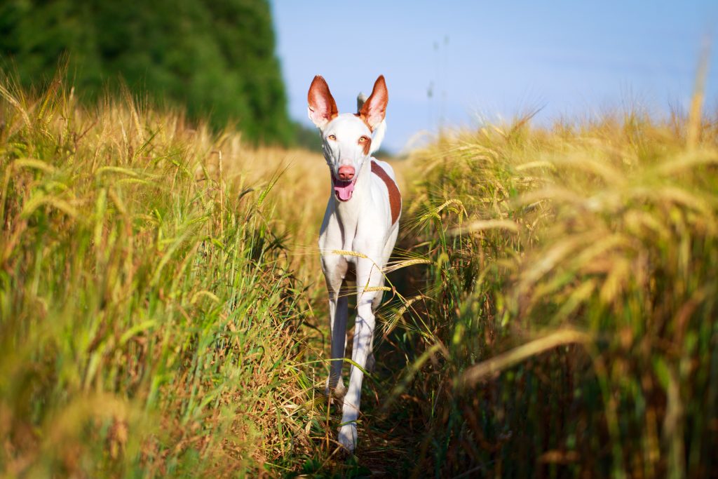 Podenco Ibicenco