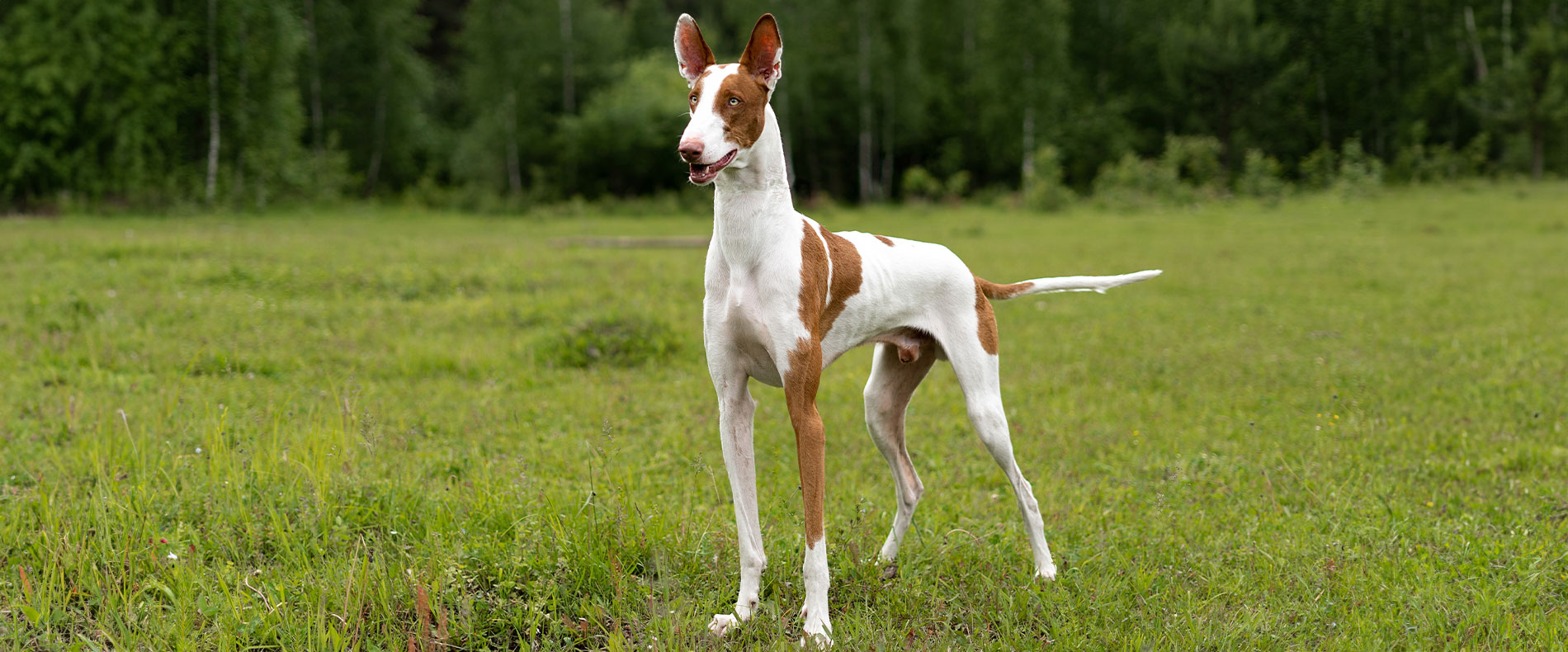 Podenco Ibicenco