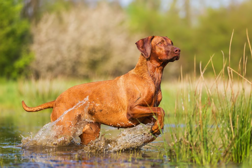 Rhodesian ridgeback