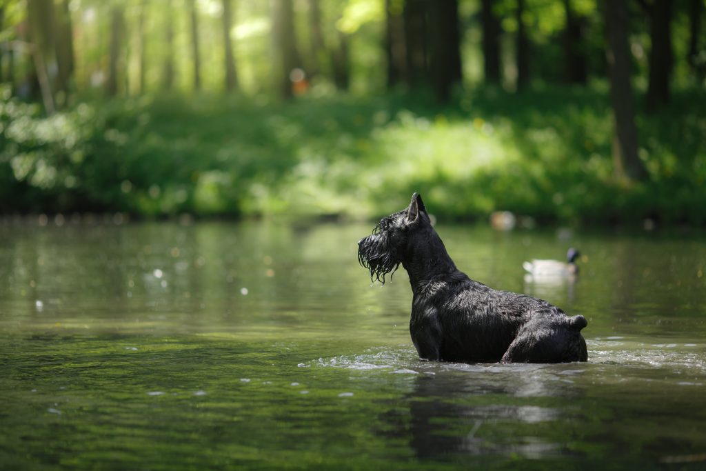 Riesenschnauzer 2