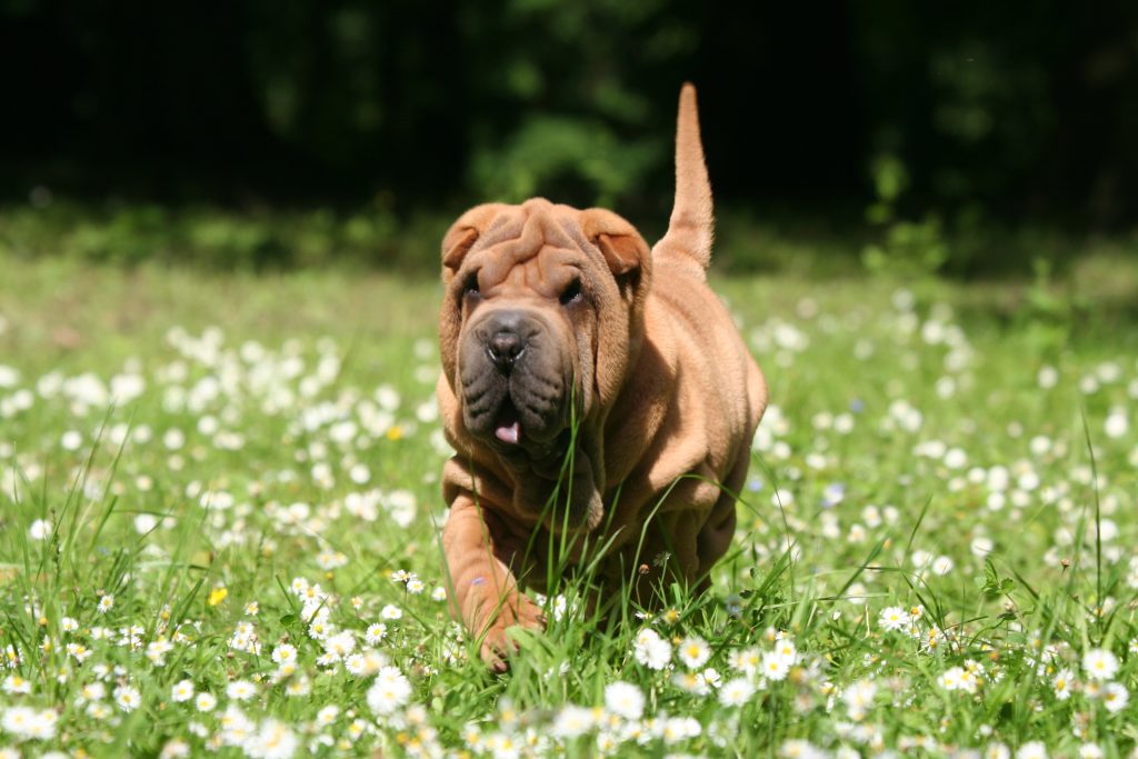 Shar Pei