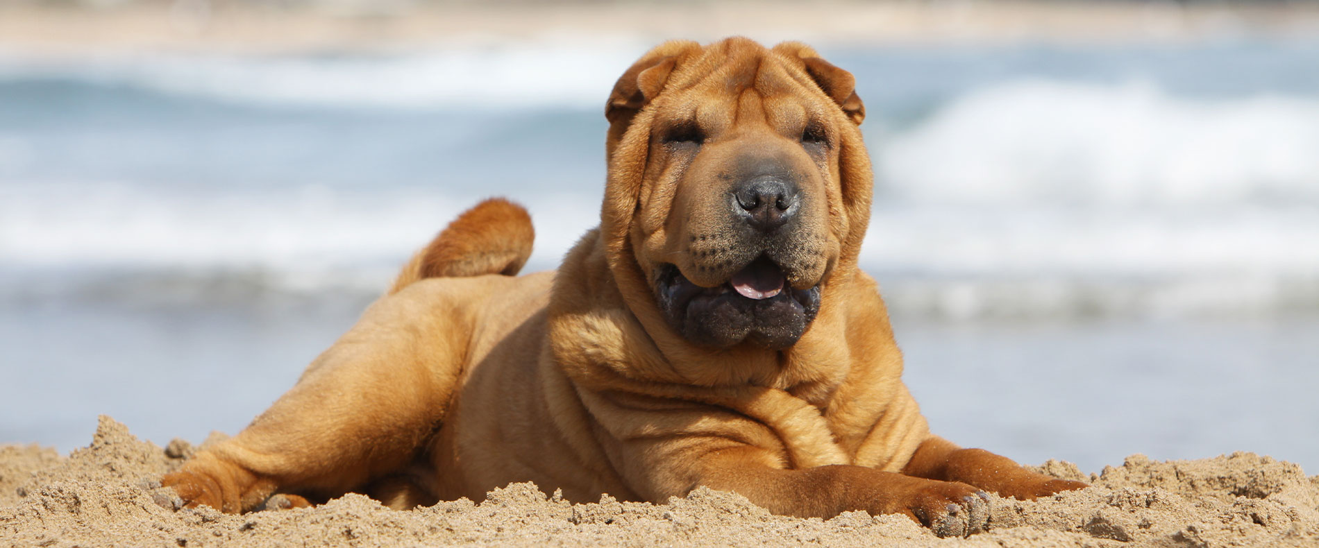 Shar-Pei