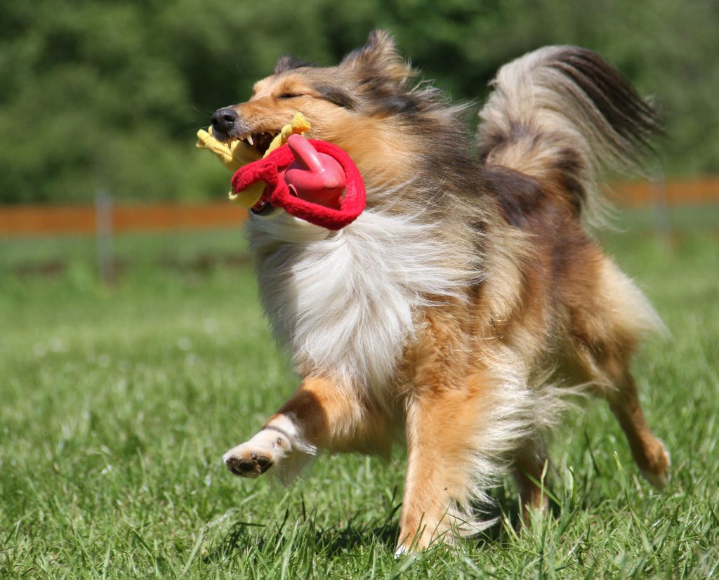 Sheltie