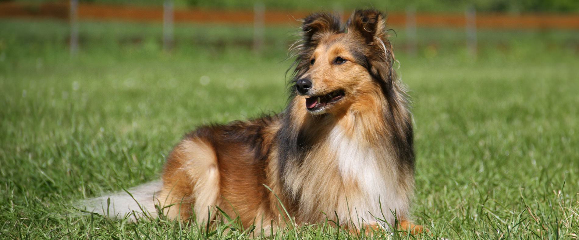 Sheltie