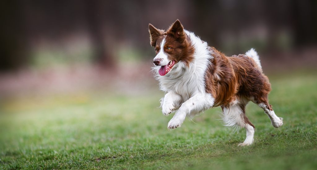 border collie