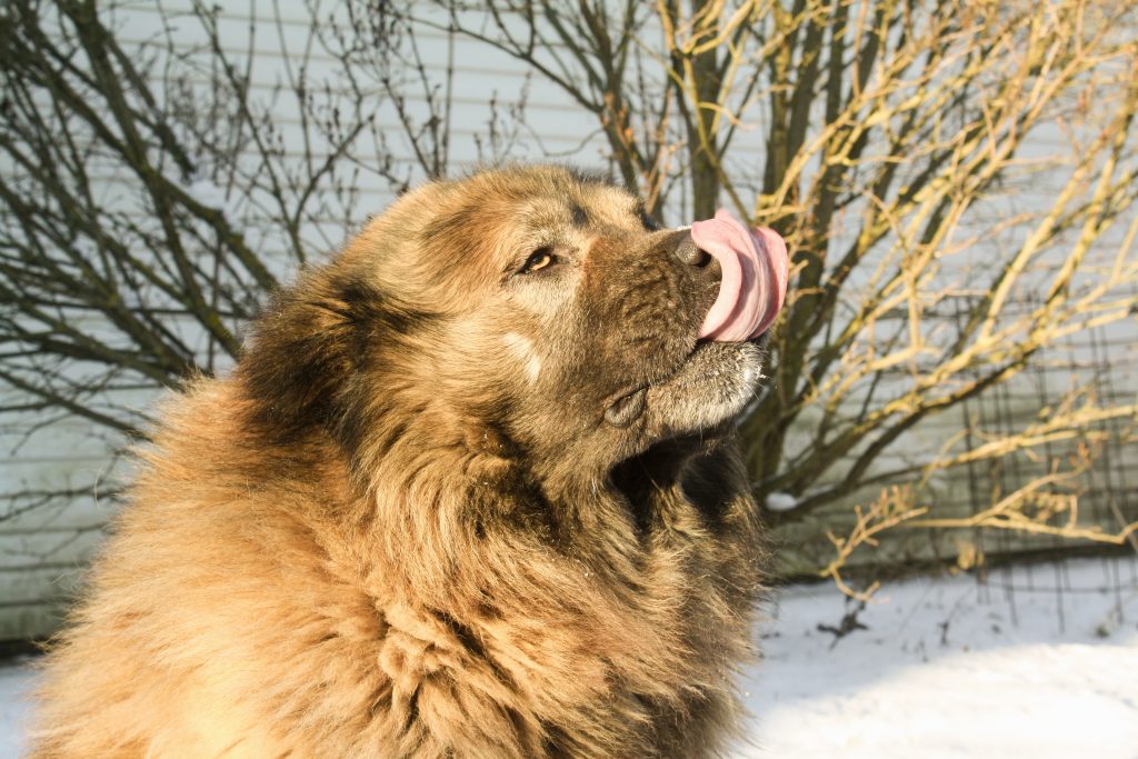 caucasian shepherd